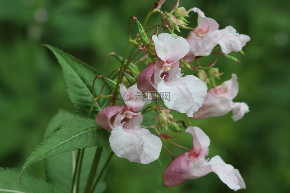 花卉,性質(zhì),植物