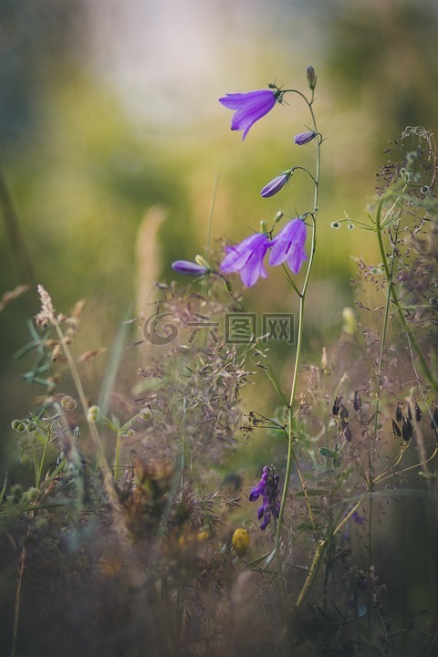 桔梗,性質(zhì),花