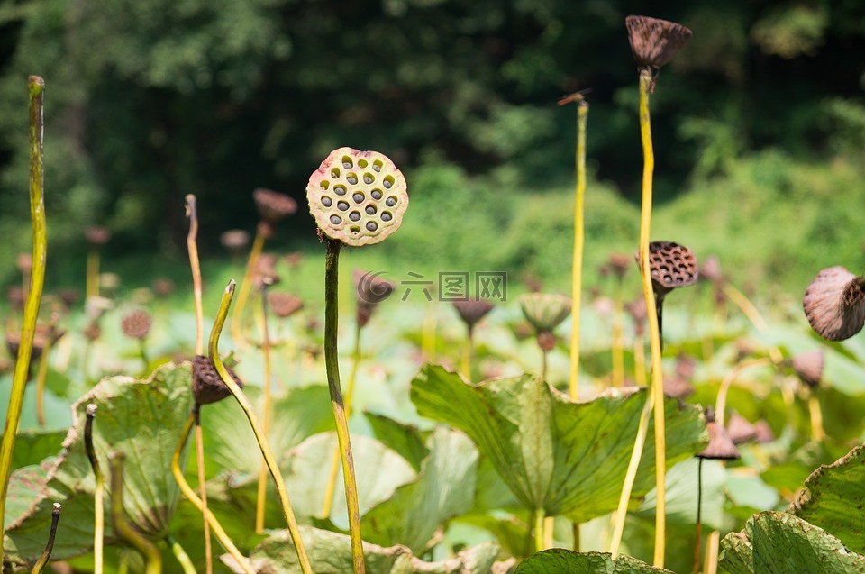 蓮花,干,花園