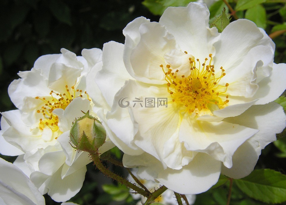 白玫瑰,性質(zhì),開(kāi)花
