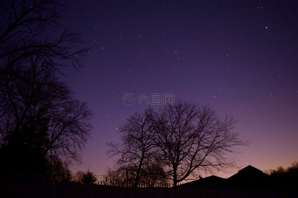 星星,樹,側(cè)影