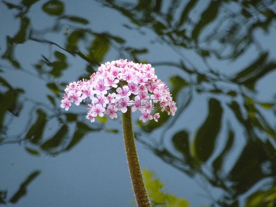 池塘,花,水生植物