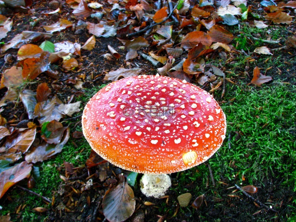 蘑菇,林,秋季