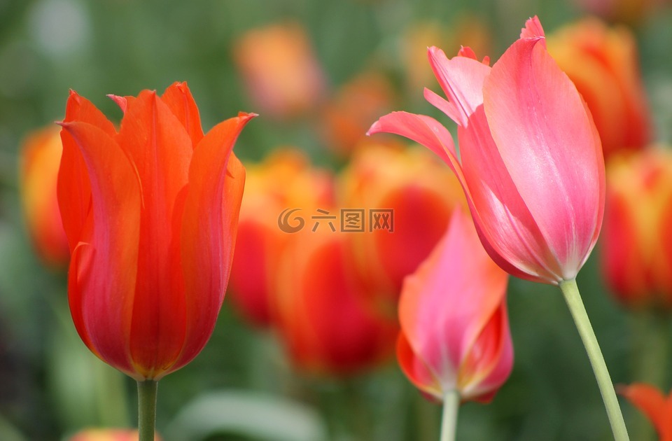 粉紅色,橙色,花