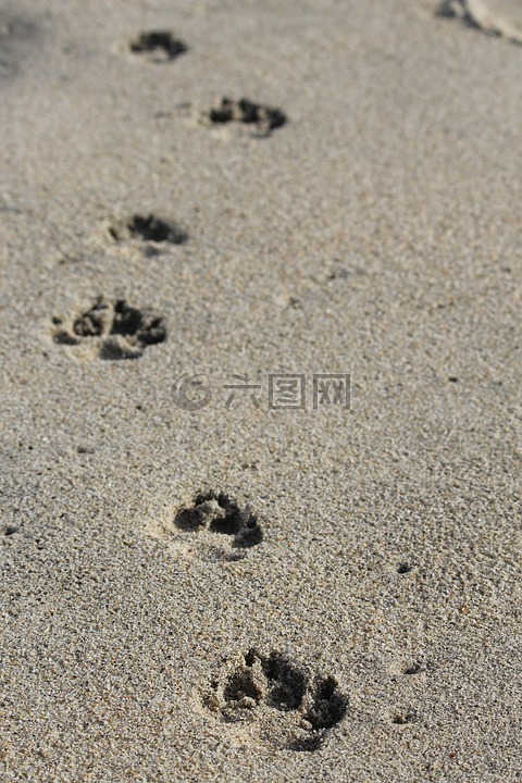 沙,狗,海灘