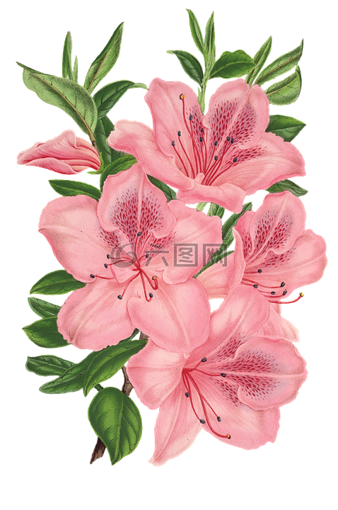花,廠,開花