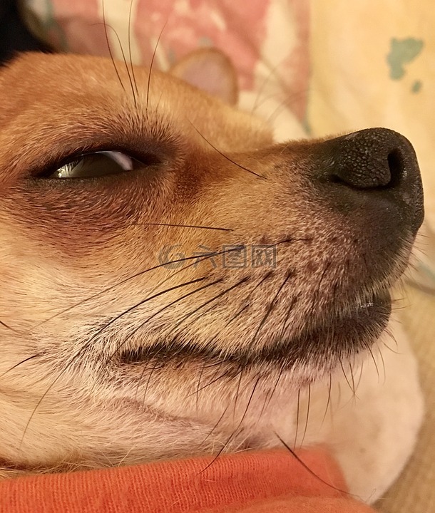 狗,奇瓦瓦,动物