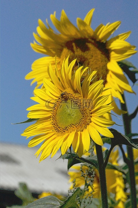 太陽(yáng)花,性質(zhì),花