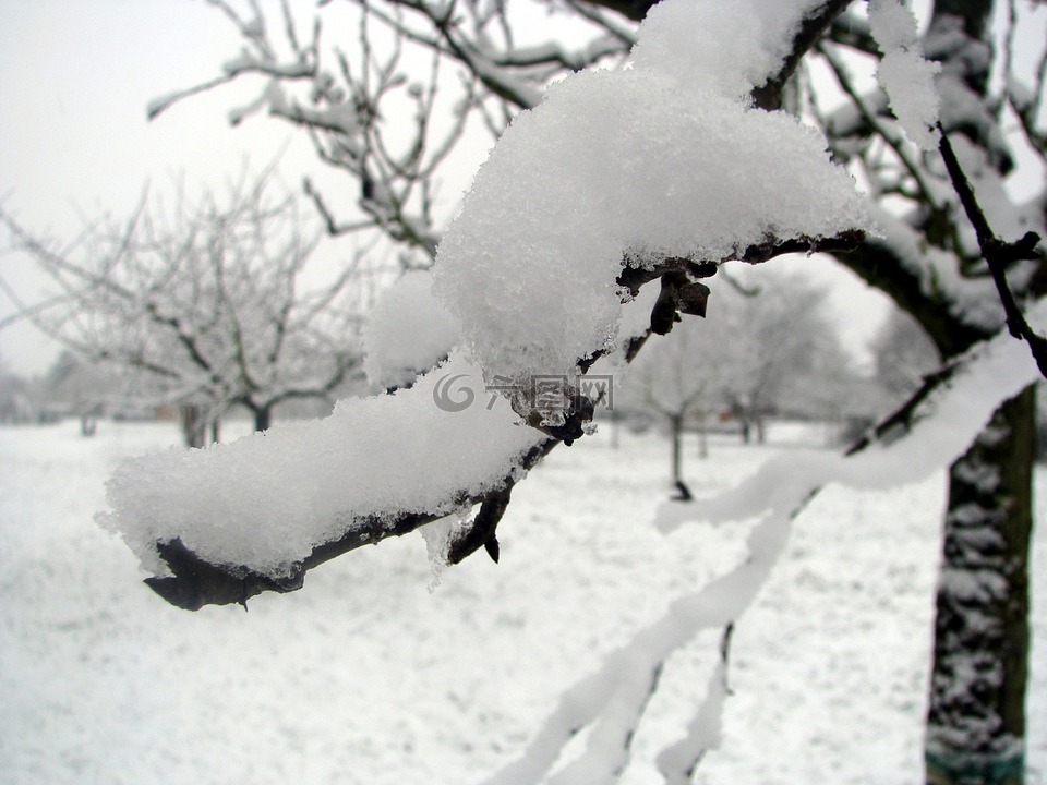 冬天,雪,寒冬
