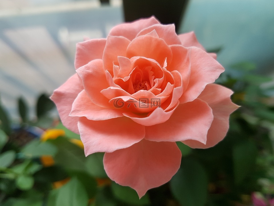 玫瑰,粉红色的玫瑰,鲜花