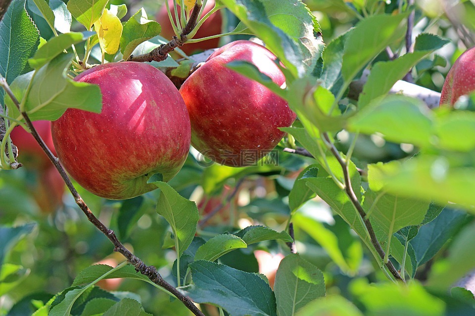 苹苹果林戈