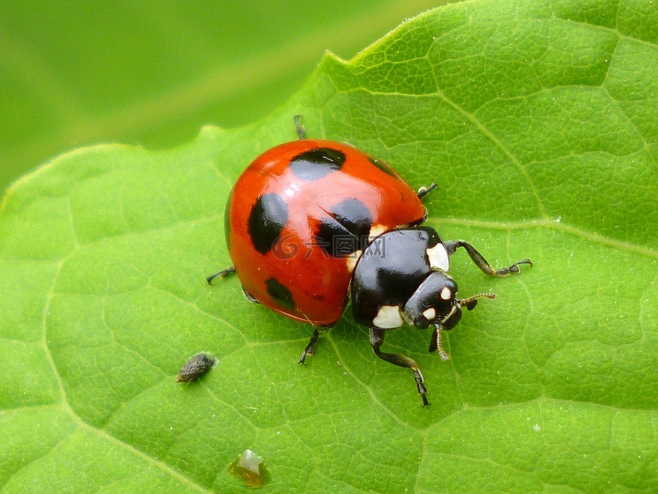 bug,甲蟲,自然