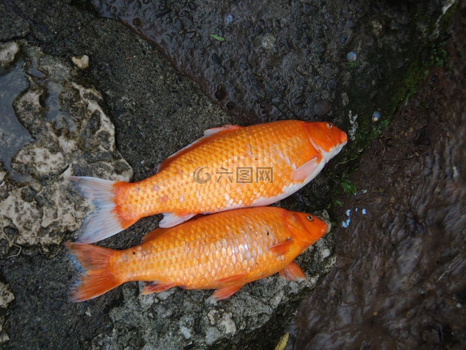魚類,錦鯉,死亡
