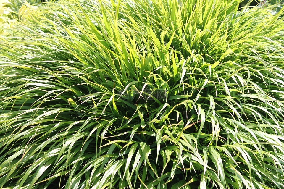 草,綠色,計劃