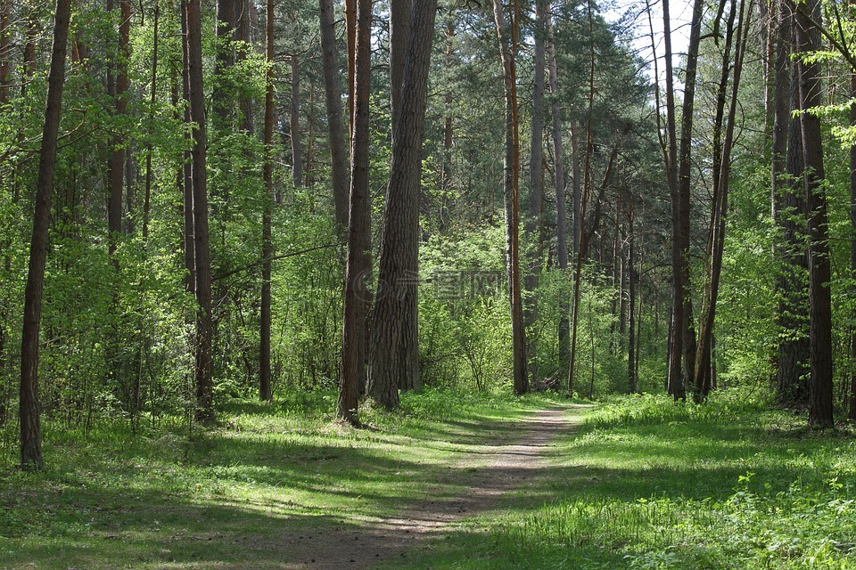 森林,树木,绿色高清图库素材免费下载(图片编号:)-六