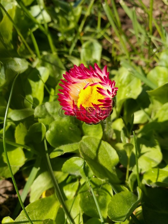 雛菊,粉紅色的花朵,黃色的中心