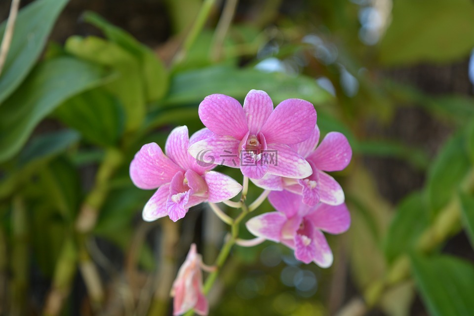 花,粉紅色,泰國(guó)蘭花