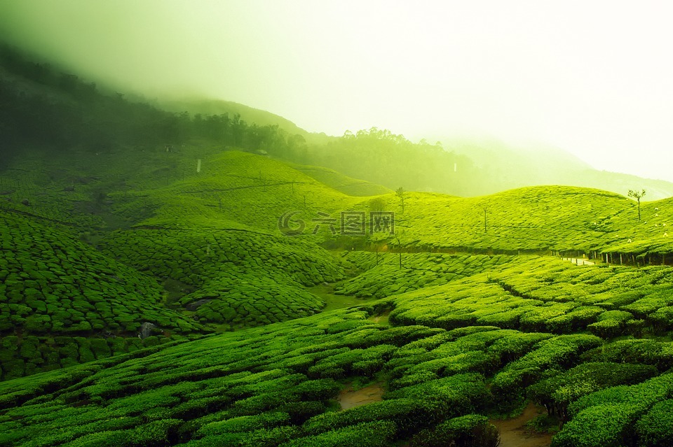 茶園,景觀,景區(qū)