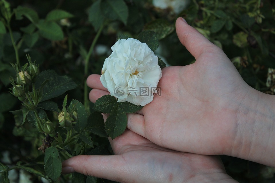 花,玫瑰,白色的玫瑰