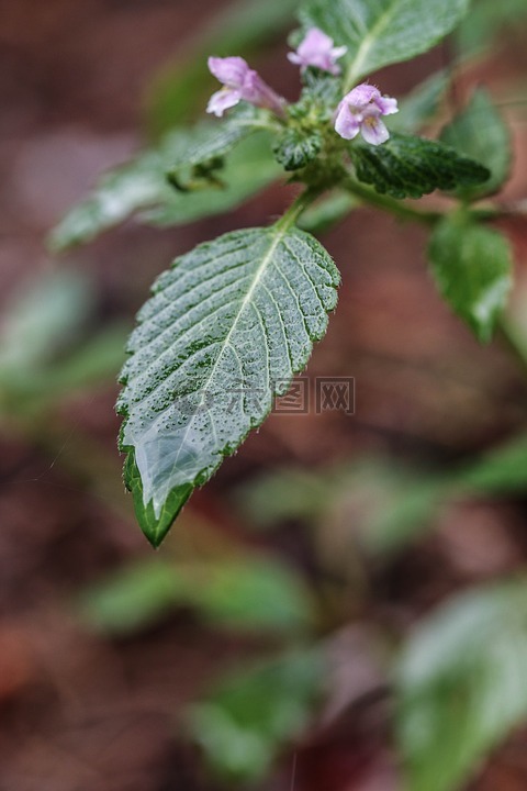 植物,雨下落,夏天花