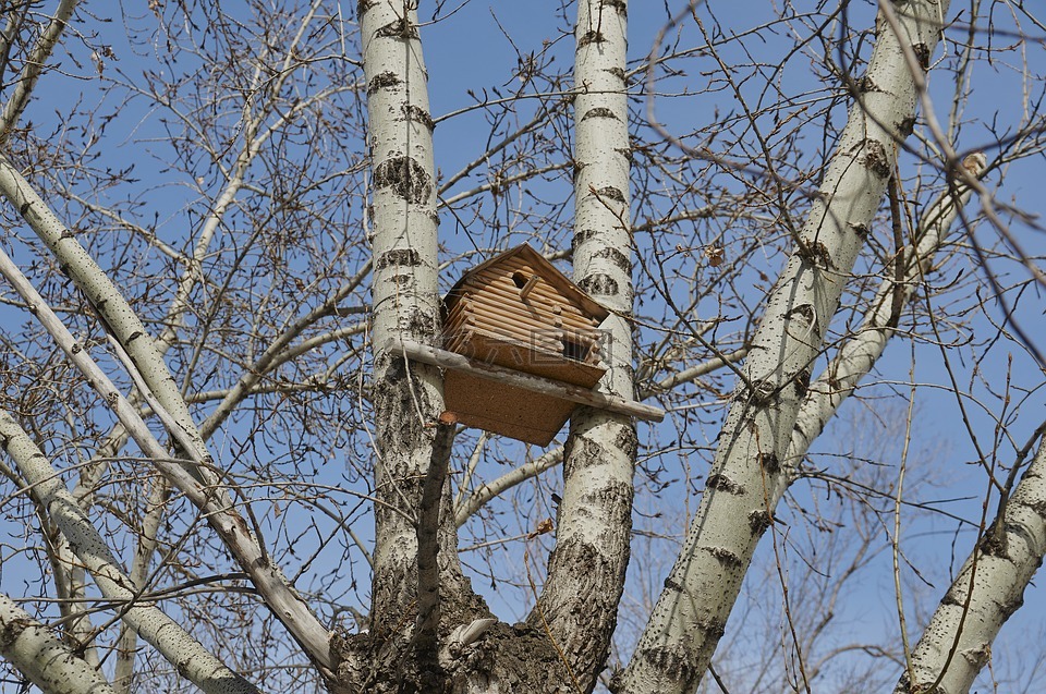 鳥籠,樹,性質(zhì)
