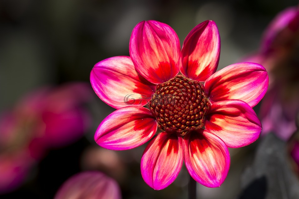 嬌琴紗,開(kāi)花,花