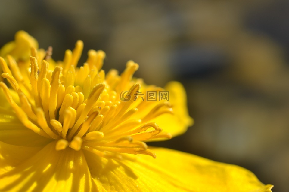 沼澤紅假單胞菌 caltha,花,池塘