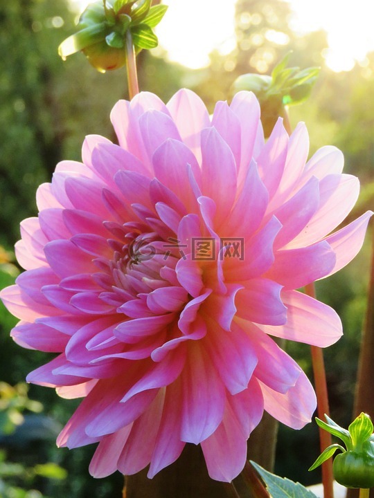 娇琴纱,粉红色,开花