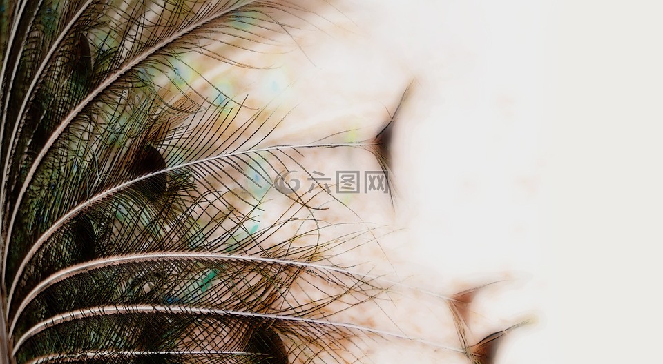 鴕鳥羽毛,鳥,動物