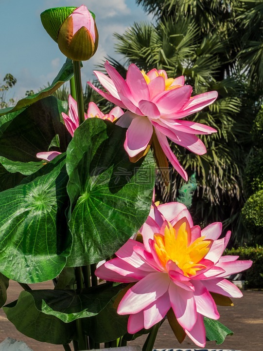鮮花,蓮花,粉紅色
