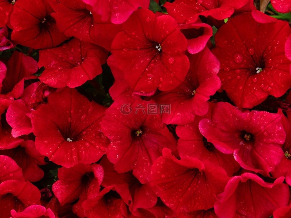 紅色,晚霜,雨