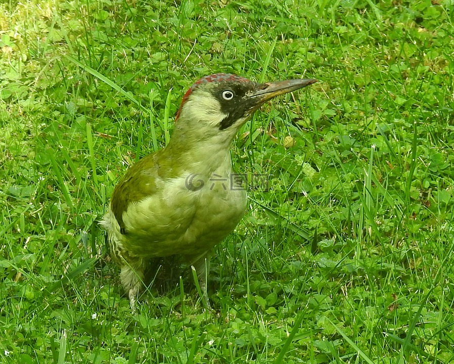 綠色啄木鳥,啄木鳥,鳥