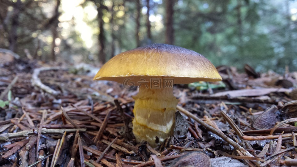 蘑菇,森林,植物區(qū)系