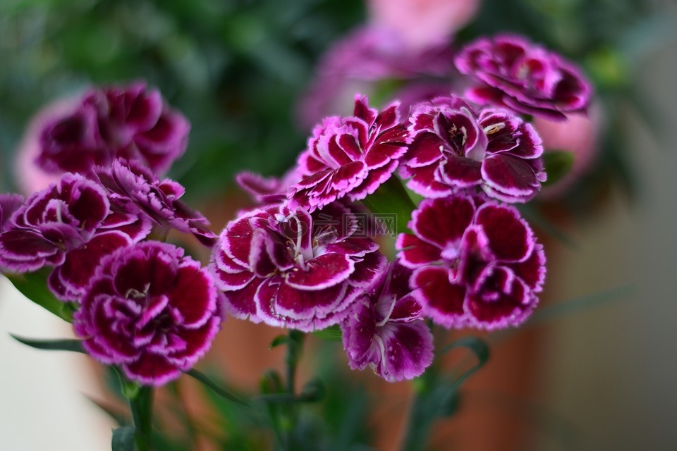 花卉,花,綠色