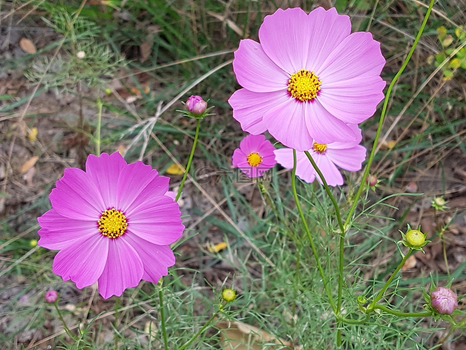 坠花,鲜花,开花