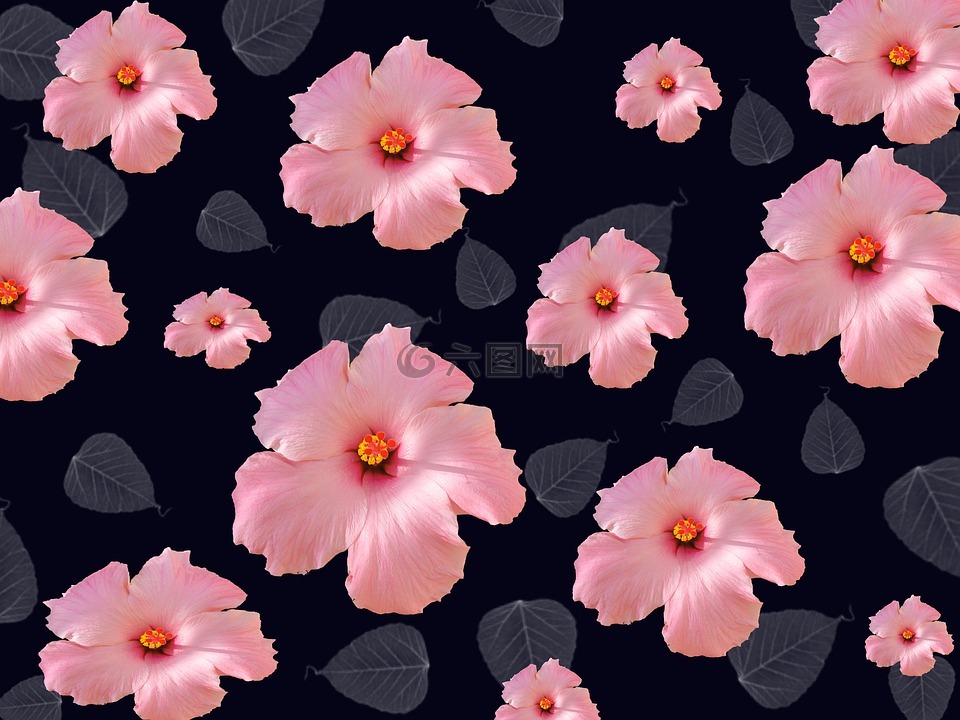 復(fù)古的花朵,摘要,木槿