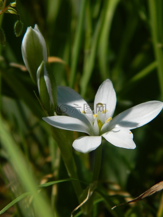結(jié)節(jié)性姑,花,5 票
