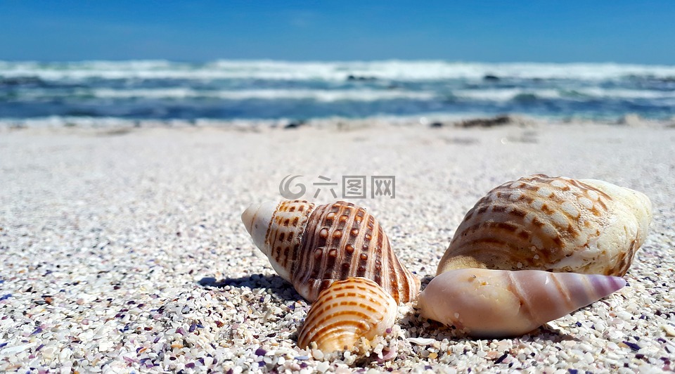 贝壳,外壳,沙