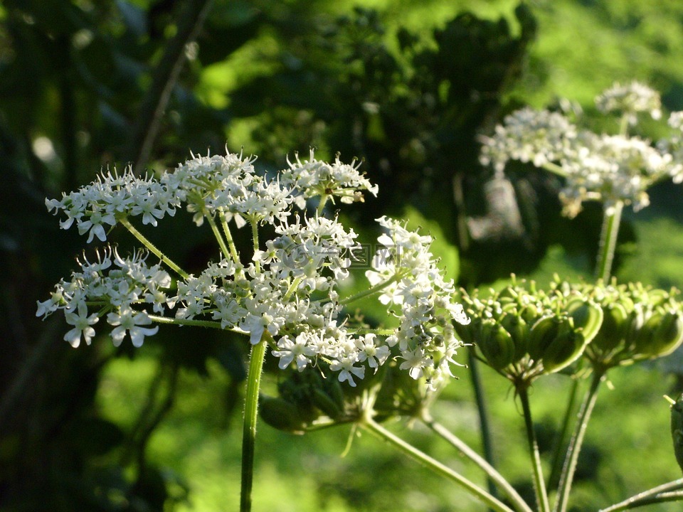 開(kāi)花,傘形科,關(guān)閉