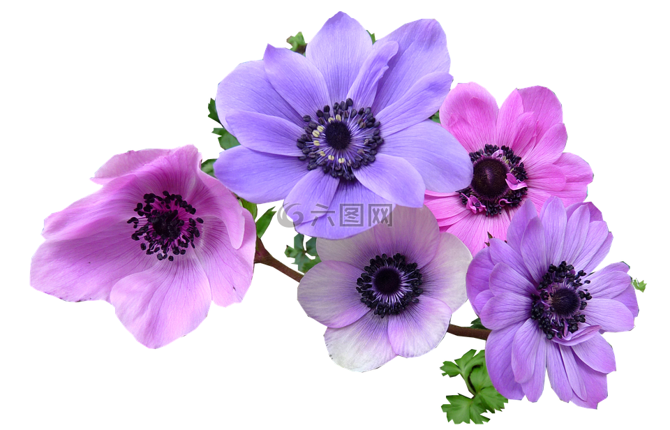 銀蓮花,鮮花,切