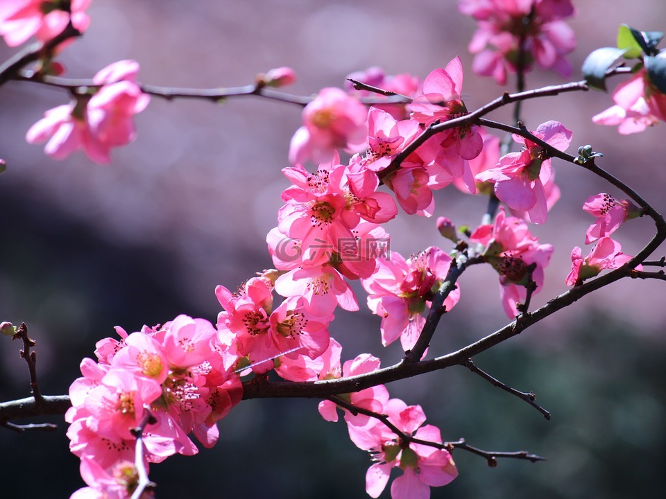 粉红色,花,鲜花