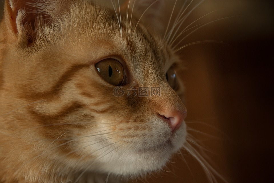 貓,貓科動物,國內(nèi)動物