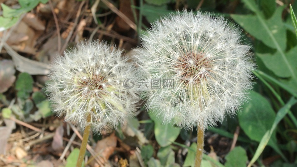 蒲公英,霍爾先生蒲公英,鮮花