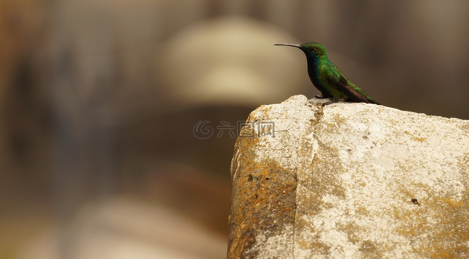 鳥,性質,guatica