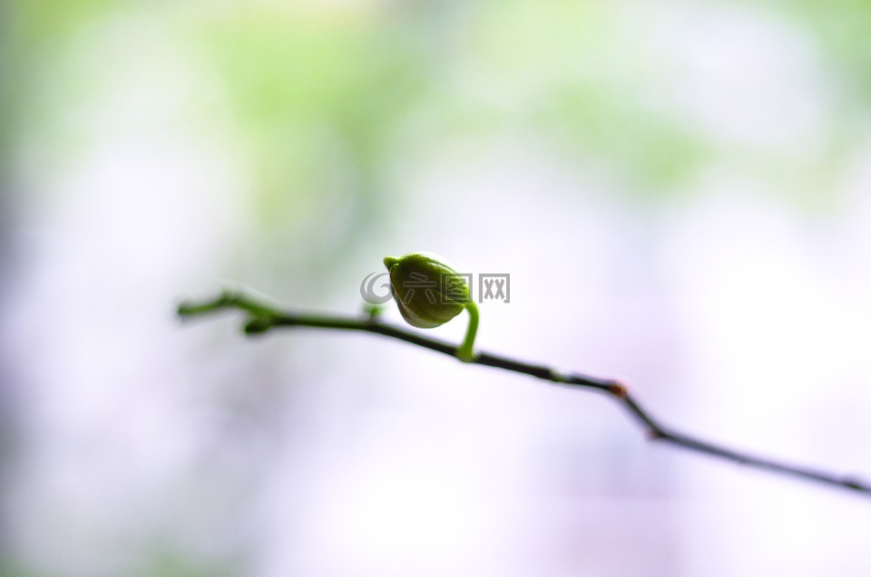 葉,綠色,植物