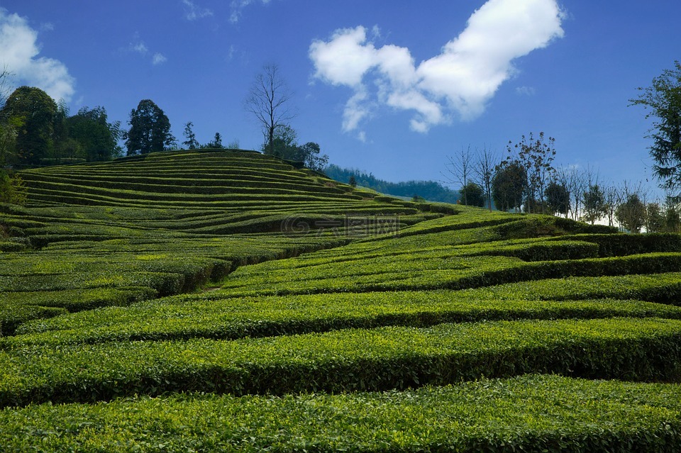 茶園,宜昌,五峰