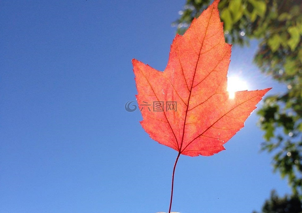 葉,紅色,秋葉