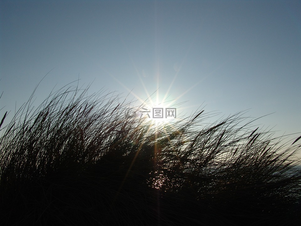 夏季,太陽,草