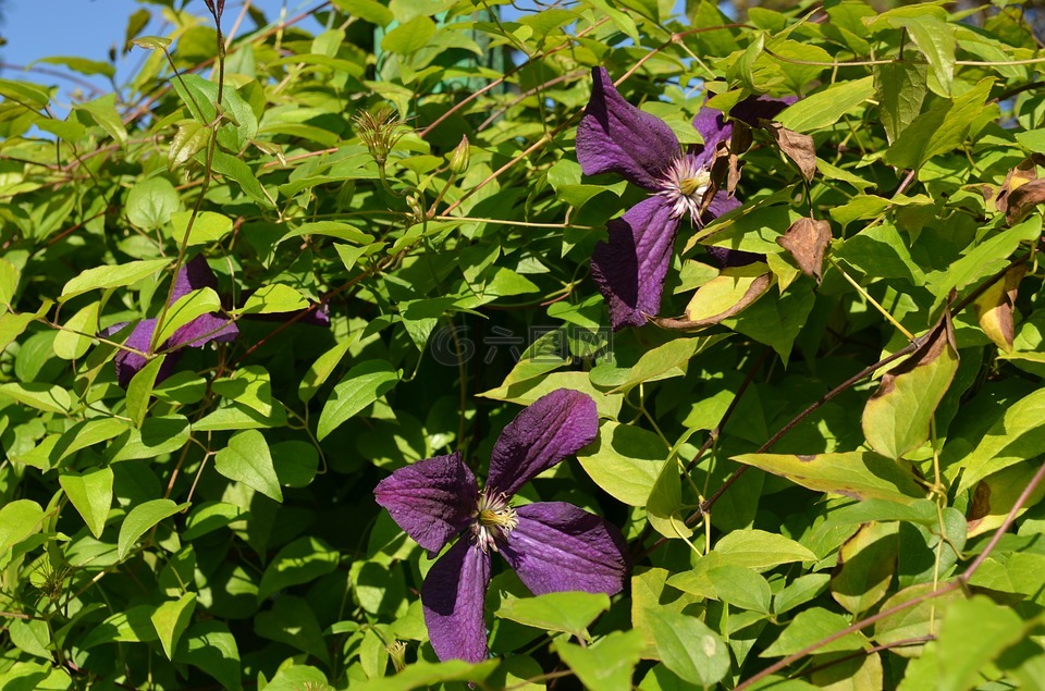 鮮花,夏季,夏季花卉