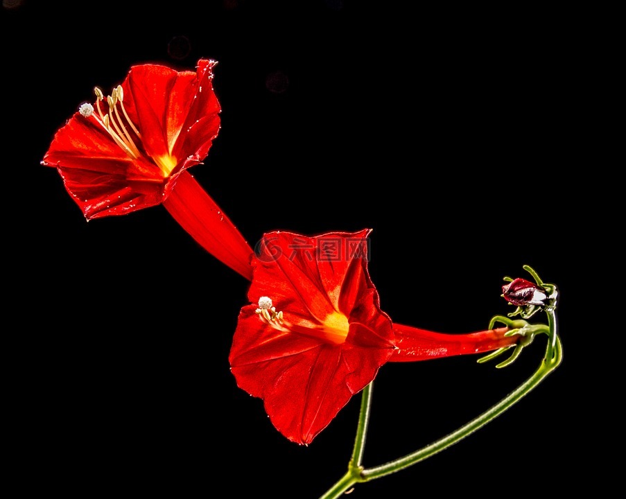小花朵,花,紅色